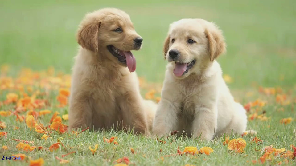 Puppies