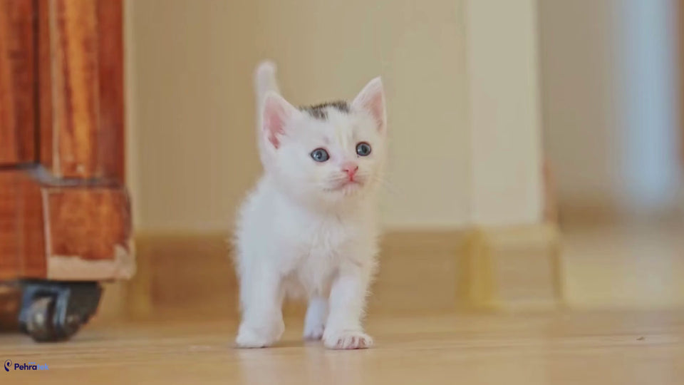 Cats + Kittens