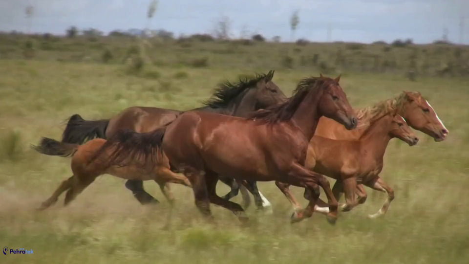 Horses