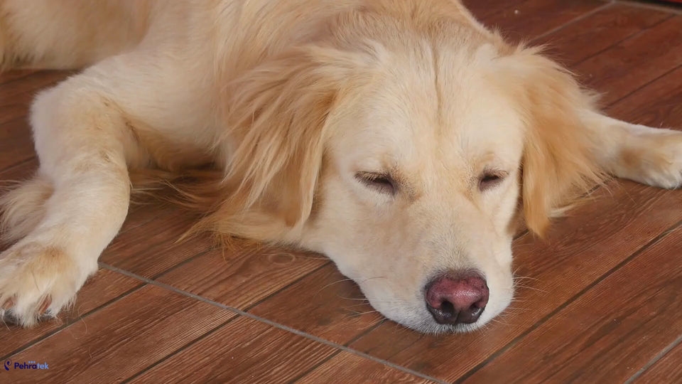 Golden Retrievers