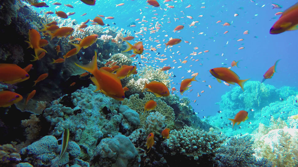 Under the Sea