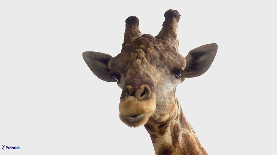 Animal Faces